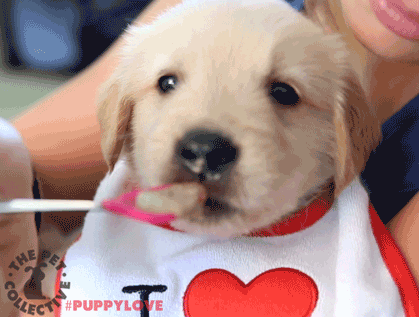 best of Loves owner puppy