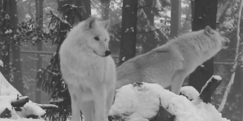 Juke reccomend wild life neko and wolf